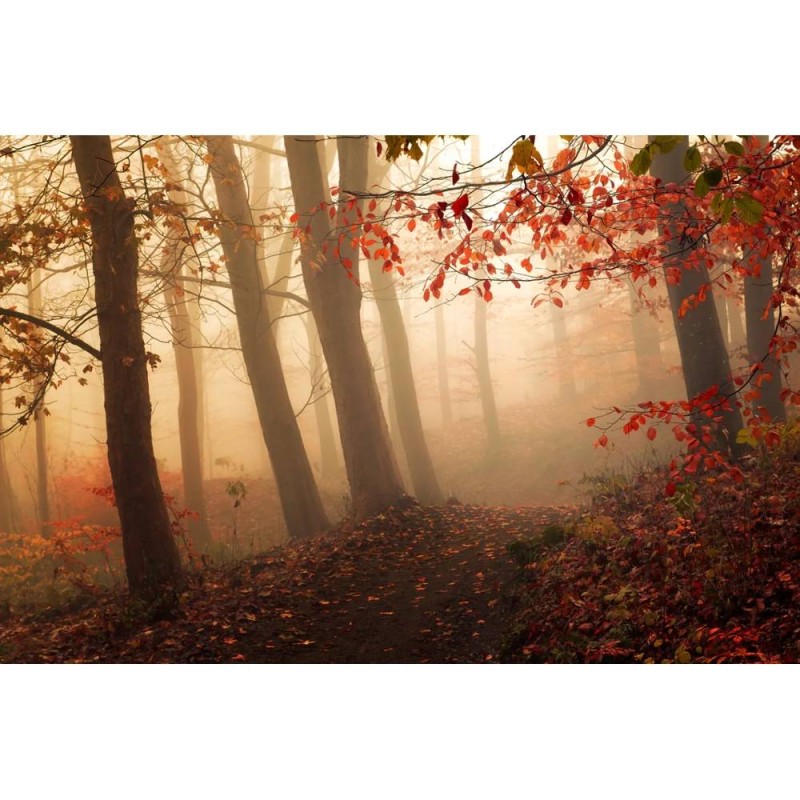 MARBURG | Foggy Autumn Forest